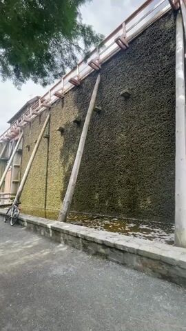 The video shows a close-up of a large outdoor structure made of dark green branches or brushwood. The structure appears to be a graduation tower, used to concentrate salt from brine through evaporation. Salty water is seen pooling at the base of the structure, with a stone wall surrounding it. A bicycle is visible leaning against the structure on the left side of the frame. The sky appears overcast.