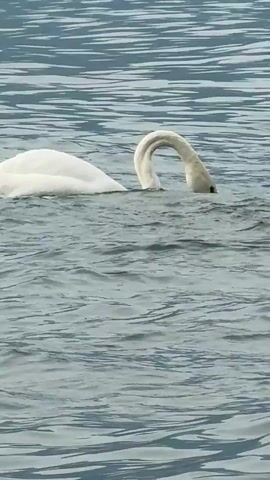 A white swan swims in gray water. The swan is partially submerged, with its head down in the water as if foraging. The water is rippling, and a distant shore with trees and buildings is visible.