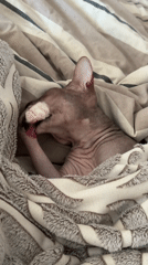 Sphynx cat naps, grooms, and yawns under cozy blankets