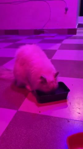 A fluffy white cat is drinking from a black bowl on a checkered floor. The room is lit with purple light. The cat's head is down in the bowl, and its body is facing to the left. Its tail is visible to the left of its body.