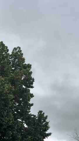 A vertical video shows the top of a large green tree with dense foliage on the left side. The sky above is overcast with gray clouds. The camera is angled upwards, focusing on the tree and the sky.