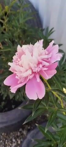 The video shows a close-up, slightly shaky view of a large pink peony flower blooming. The flower is the main subject and is in focus, with its petals a mix of light pink and white. The background is somewhat blurred, showing green leaves, dark soil in a planter, and what appears to be parts of old tires used as planters. A white vertical surface, possibly a wall or fence, is visible in the upper right corner. The lighting suggests it is daytime, with sunlight casting shadows and highlighting the flower's textures. The camera moves slightly throughout the short clip, offering a dynamic view of the flower. No people are visible.