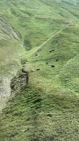 The video shows a drone view of a grassy mountainous landscape with cattle grazing on the slopes. The terrain is uneven, with a ravine running through the middle of the frame. The sky is blue with some white clouds. The video pans from a close-up of the mountainside with some vegetation in the foreground to a wider view of the valley.