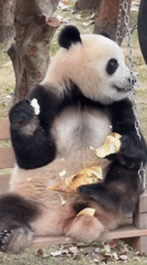 Giant pandas feeding and playing observed at Chongqing Zoo