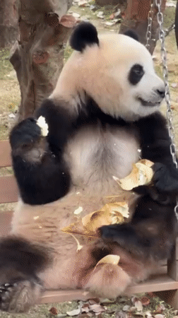 Giant pandas feeding and playing observed at Chongqing Zoo