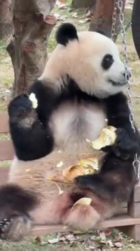 Giant pandas feeding and playing observed at Chongqing Zoo