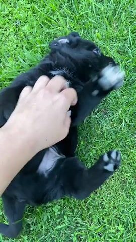 A hand with manicured fingernails gently pets a black puppy with white markings on its chest and paws. The puppy is lying on its back on a patch of green grass, its legs in the air as it plays with its paws. The hand moves to pet the puppy's head and back. The puppy then shifts and begins to move as if to get up and walk away, with the hand reaching out to follow it. The video is shot from a close-up perspective, focusing on the puppy and the hand. The lighting appears to be natural sunlight.