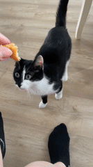 Yekaterinburg resident documents quiet afternoon with cat and household items