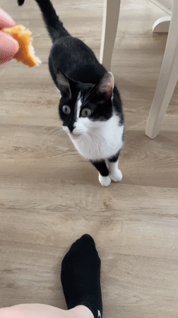 Yekaterinburg resident documents quiet afternoon with cat and household items