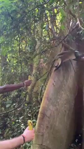 The video shows two people feeding monkeys in a forest. The monkeys, which appear to be of a medium size with brown fur and white faces, are seen climbing on a large tree with thick, exposed roots. One person, wearing a yellow shirt and beaded bracelet, holds out a banana to a monkey clinging to the tree. Another person holds another banana. The camera then pans upwards to show the monkeys moving higher into the trees. The environment is a dense forest with lush green foliage.