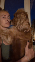 Woman bonds with cocker spaniel during indoor gathering