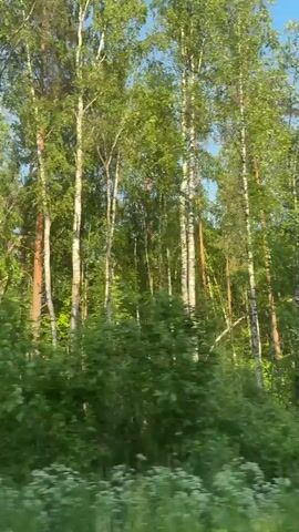 The video displays a continuous, side-on view from a moving vehicle, looking into a dense forest. Tall, slender trees, predominantly birch with white bark and green leaves, and some pines with darker trunks and needles, line the side of what appears to be a road or track. The lower and middle sections of the forest are filled with rich green undergrowth and shrubs. Sunlight filters through the canopy, creating dappled lighting on the foliage. A clear blue sky is visible at the very top of the frame, above the treetops. The camera maintains a consistent horizontal perspective as the scenery passes from right to left.