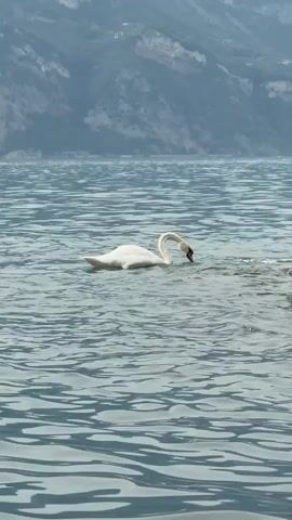 The video shows a serene natural scene at Lake Garda, Italy. The primary subject is a white swan gracefully swimming in the calm, rippling blue water. The swan is captured in various moments, initially with its head bowed as if foraging or drinking, and later with its body partially submerged as it continues to swim. In the background, majestic, hazy mountains rise from the water, creating a sense of depth and scale. The sky appears overcast, suggesting a soft, diffused light, possibly early morning or late afternoon. A small white boat with people can be seen in the distance on the right side of the frame, adding a touch of human presence to the otherwise tranquil environment. The overall mood is peaceful and contemplative, highlighting the natural beauty of the location. There is no visible text in the video.