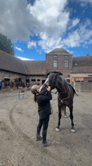 Equestrian activity documented at Belgian stable facility