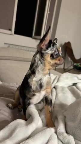 A small dog sits on a bed covered with blankets. The dog is a chihuahua with a merle coat. A person's hand enters the frame and gently touches the dog's nose. The dog looks at the hand with its eyes wide open. The environment appears to be a bedroom.