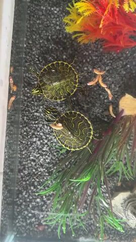 Two small turtles are swimming in an aquarium. The aquarium has a dark gravel substrate, and the turtles are eating what appear to be small, pinkish worms. There are fake plants in the aquarium, one red and yellow on the right side, and another green and purple plant on the lower right. The turtles have yellow and black markings on their shells and skin. One turtle is in the foreground, and the other is slightly behind and to the right.