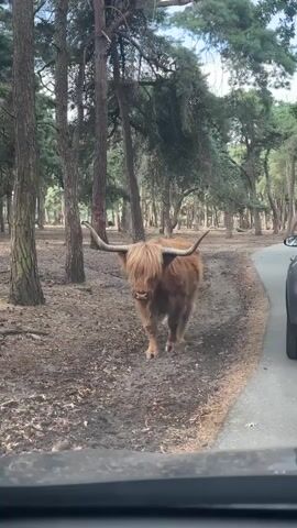 A highland cow with long, curved horns and shaggy brown hair walks towards the camera on a dirt path in a wooded area. The cow is in the center of the frame, and the path curves to the right. Trees with thin trunks and green foliage surround the path. The bottom of the frame shows the edge of a vehicle's dashboard or hood. The lighting suggests it is daytime, possibly overcast.