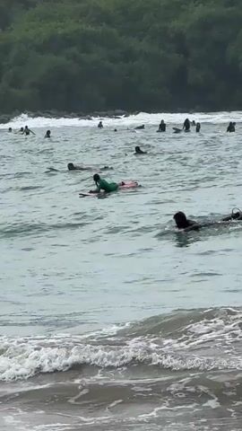 The scene captures a group of people surfing in a body of water, likely an ocean or sea, with a forested area visible in the background. Several individuals are seen lying on surfboards, paddling through the water. Others are either sitting on their boards or swimming in the sea. The waves are small to moderate, and the sky appears overcast, giving the water a greyish tone.