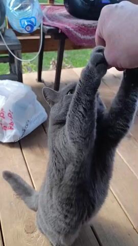 A grey cat stands on its hind legs, reaching up to a human hand with its front paws. The cat is on a wooden deck, and in the background, there is a large plastic water bottle, a red and white rug on a table, and a white plastic bag. The human hand appears to be offering something to the cat, which the cat is attempting to take with its mouth and paws. The cat then drops to all fours and walks away from the hand.