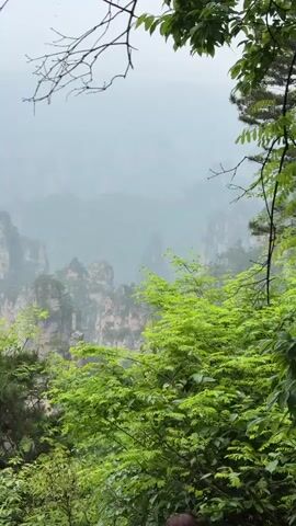 The video shows a landscape with tall rock formations partially obscured by fog or mist, framed by green foliage in the foreground. The weather appears overcast. The rock formations have a layered texture and are dotted with some vegetation. There are tree branches visible at the top of the frame. A person's head is slightly visible in the bottom right corner. Sounds of people talking can be heard in the background.