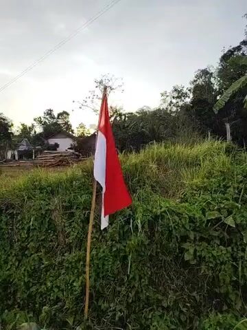 The video shows an Indonesian flag made of red and white fabric, attached to a wooden pole. The flag is positioned vertically and is partially unfurled. The background consists of lush green vegetation, including tall grasses and dense foliage. In the distance, there are some buildings and trees, suggesting a rural or semi-rural setting. The sky is overcast with soft light, indicating it might be early morning or late afternoon. The overall scene is peaceful and natural.