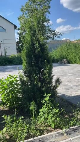 This is a vertical, eye-level, medium shot of a tall, slender evergreen tree standing in a garden. The tree is dark green and full, with layered branches. It is surrounded by lush green undergrowth, including leafy plants and tall grasses. Behind the tree, a paved patio with interlocking gray stones is visible. In the background, a white building with a modern architectural style can be seen, as well as a white fence and more dense greenery. The sky is a bright blue with scattered white clouds. The sunlight suggests it is daytime, likely late morning or early afternoon. The overall scene depicts a serene, well-maintained outdoor space in a residential area, possibly a backyard or a side garden. The vibrant green of the foliage and the clear blue sky indicate pleasant weather, suitable for outdoor activities. There is no visible text in the image.