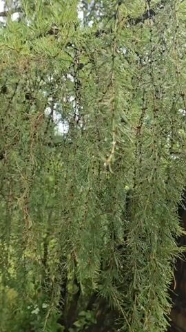 This is a close-up video of pine needles on a tree branch. The needles are green and have small droplets of water on them. The branch is hanging down, and the background is blurry, showing more green foliage and a hint of a brown fence. The overall impression is of a close-up shot of a wet tree branch, possibly after rain.