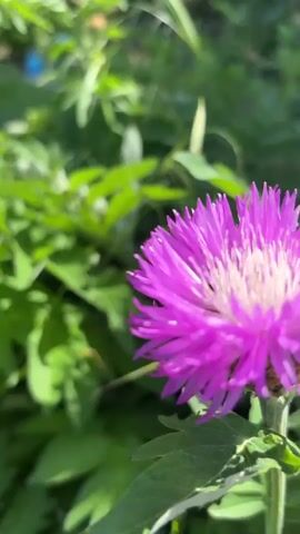 The video is a close-up shot of a bright purple flower with a white center, possibly a type of thistle or cornflower. The flower is in focus, while the surrounding green foliage is blurred, creating a shallow depth of field. The camera moves slightly, causing the flower to go in and out of focus. The background appears to be a garden or natural setting. The lighting suggests it's daytime, with sunlight illuminating the flower and leaves.