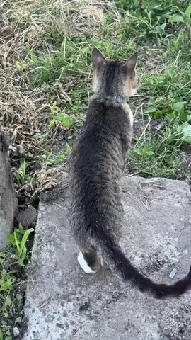 The video shows a tabby cat with white paws and a white chest from a high-angle shot, facing away from the camera. The cat is standing on a rough, gray concrete surface, with green grass and dry leaves in the background. The cat is wearing a gray collar. The cat's tail is long and bushy, and it moves slowly. The cat turns its head to the left briefly, revealing its profile, before returning to facing away. The lighting suggests it is daytime, possibly overcast.