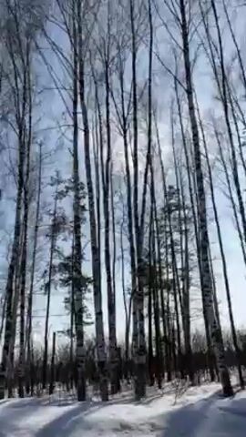 The video shows a snow-covered landscape seen from a moving vehicle.  Tall, bare trees line the road, their branches reaching towards a bright, sunny sky. The sun's glare is visible through the branches.