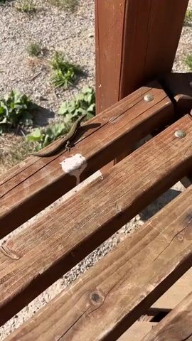 A small, brown lizard is perched on a wooden bench. The bench is weathered and appears to be outdoors, with gravel and green vegetation visible in the background. There is a white substance on the bench near the lizard, possibly bird droppings or something similar. The lizard is facing to the right, and its tail extends along the length of the bench. The lighting suggests it is daytime. A person's voice can be heard in the background, speaking in Russian, saying "Okay, okay, that's it, it's not worth it."