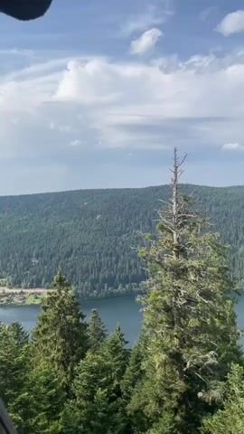 A panoramic view from a wooded hilltop looks out over a large, calm lake and a densely forested mountainside dotted with a town. The sky is a clear blue with scattered white clouds. In the foreground, several tall evergreen trees with dense foliage dominate the frame. One particularly prominent tree in the center foreground is dead and dry, with a stark, bare top contrasting with the green of the surrounding trees. The lake stretches across the middle ground, its dark blue water reflecting the sky. Beyond the lake, the mountainside rises steeply, covered in a thick, unbroken expanse of dark green conifer trees. On the slopes overlooking the lake, houses and buildings of a town are visible, nestled amongst the trees and extending up the hillside. The overall scene is one of natural beauty and tranquility.