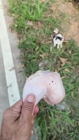 A person's hand holds a piece of raw chicken with skin. In the background, a black and white cat sits on a grassy area. The environment appears to be outdoors with dry leaves scattered on the ground.