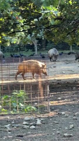 A video shows a fenced area with several wild pigs and birds. The foreground shows a portion of a wire fence and some pebbles. In the middle ground, a tan wild pig walks to the right, partially obscured by the fence. Behind it, two other wild pigs are visible, one gray and one brown. Several dark birds, possibly crows or pigeons, are scattered around the enclosure. In the background, trees and a wire fence are visible. The ground is dirt with patches of dry leaves. Sunlight casts shadows across the scene, indicating it is daytime. The pigs appear to be foraging or moving within the enclosure.