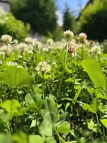 This is a short video clip, showing a close-up view of a field of white clover flowers. The camera is positioned low to the ground, looking up through the clover plants towards a bright blue sky with some white clouds. In the background, out of focus, are green trees and a house with a brown roof, suggesting a rural or suburban setting.

The clover flowers are the primary subjects, with several individual blooms clearly visible, some white and some with hints of pink. The lush green leaves of the clover and grass create a dense ground cover. The scene is well-lit, indicating it is daytime, likely a sunny afternoon due to the bright light and blue sky.

There are no people or specific objects visible beyond the natural elements of the field. The overall mood is peaceful and serene, evoking a sense of nature and tranquility. The video appears to be filmed in a natural outdoor environment, possibly a garden, park, or meadow.

There is no visible text in the video. The location context provided is Malaya Shil'na, Russia, which aligns with the natural, possibly somewhat rustic, setting depicted. The weather appears to be fair and sunny.