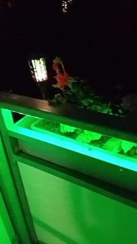 The video shows a planter box at night. The planter box is illuminated by green LED lights from below and purple lights from above. There are plants and flowers in the planter box, and two solar-powered bug zappers are visible. The bug zappers emit a purple light, and the zapper grids have a honeycomb pattern. The scene appears to be an outdoor setting, likely a garden or patio. The lighting creates a dramatic and somewhat artificial atmosphere.