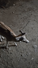 Exotic animals documented at wildlife facility in Sandanski, Bulgaria