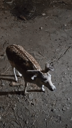 Exotic animals documented at wildlife facility in Sandanski, Bulgaria