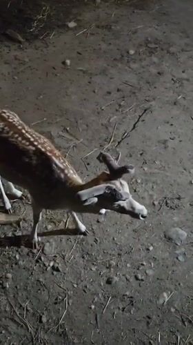 Exotic animals documented at wildlife facility in Sandanski, Bulgaria