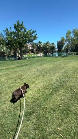 A dog on a leash is standing on a large green lawn, facing a pond surrounded by palm trees and other trees. Beyond the pond, there's a gathering of people near a small stage-like structure. The sky is clear and blue. The dog is mostly black and has a harness on. The leash is white. The lawn is well-maintained. The scene appears to be outdoors on a sunny day.