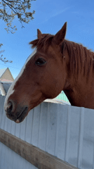 Brown horse spotted near residential area in Zheleznodorozhny, Russia