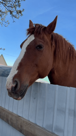 Brown horse spotted near residential area in Zheleznodorozhny, Russia