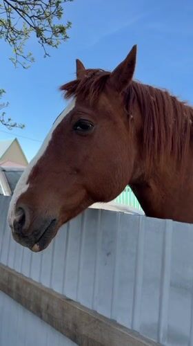 Brown horse spotted near residential area in Zheleznodorozhny, Russia