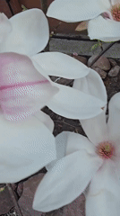 Fallen magnolia blossoms documented on ground in Kaliningrad