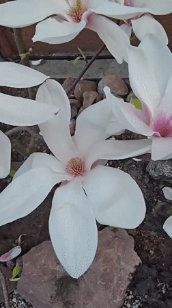 Fallen magnolia blossoms documented on ground in Kaliningrad