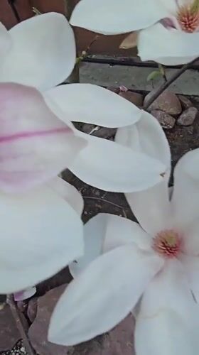 Fallen magnolia blossoms documented on ground in Kaliningrad