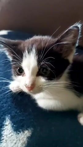 A close-up shot focuses on the face of a black and white kitten. The kitten is lying down on a dark blue blanket with a white star pattern. Its eyes are open and looking slightly to the left. The kitten's ears are pointed upwards. The lighting is dim, with a soft light source coming from the left, illuminating the kitten's face and highlighting its whiskers. The background is blurred and appears to be a darker, out-of-focus area.