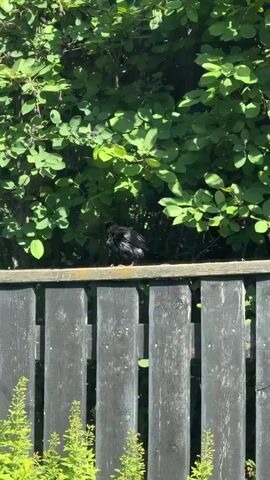 A black bird is perched on a black wooden fence. Behind the fence is a lush green bush with some small dark berries. The bird is facing to the right and appears to be preening its feathers. The sun is shining, casting shadows on the fence.
