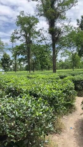 This is a vertical video of a tea plantation under a partly cloudy sky. The foreground is dominated by lush green tea bushes, with a dirt path winding through them on the left side. In the middle ground and background, more rows of tea bushes stretch out, interspersed with tall trees. Several figures, appearing to be people, are scattered throughout the tea field, some of whom are likely harvesting tea. The overall impression is of a serene, rural landscape.