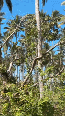 Tropical landscape with coconut palms captured in Pekutatan, Indonesia